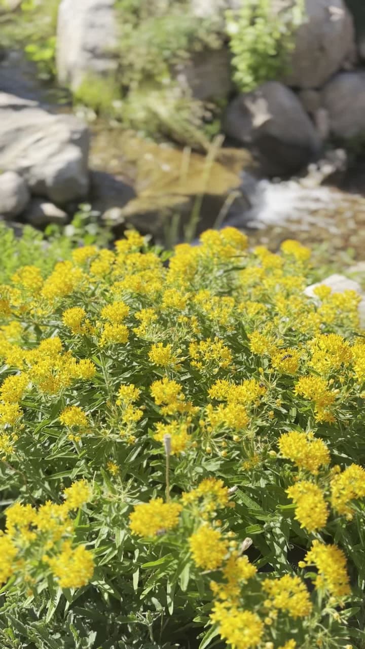 Denver Botanic Gardens