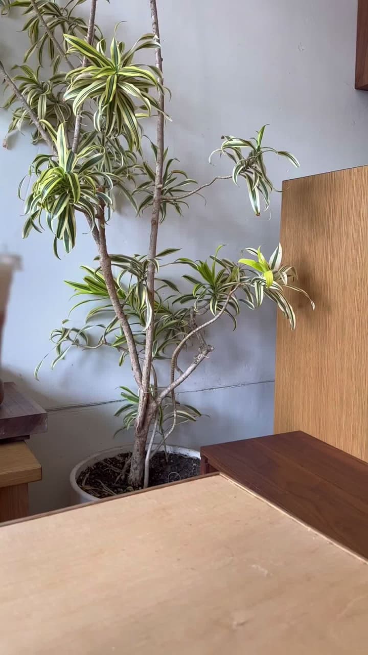 Video review of Maru Coffee