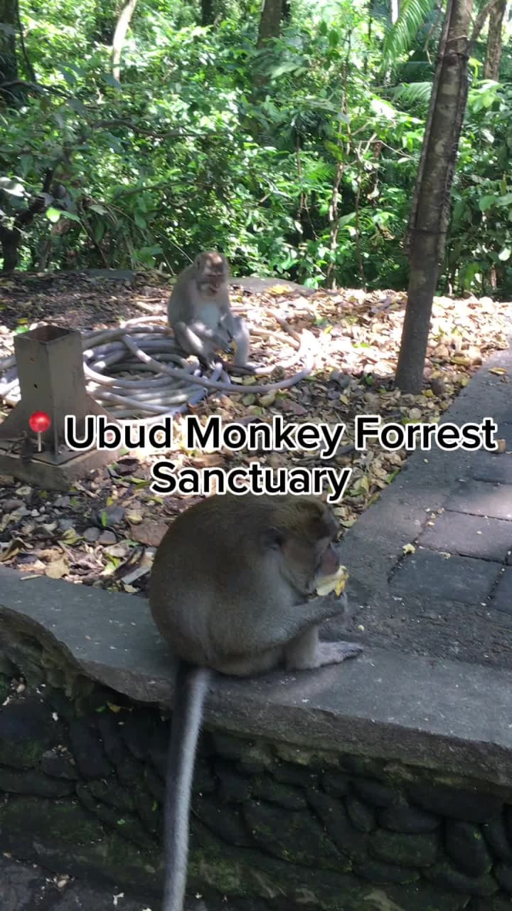 Airy Premier Ubud Simpang Hanoman Monkey Forest Bali