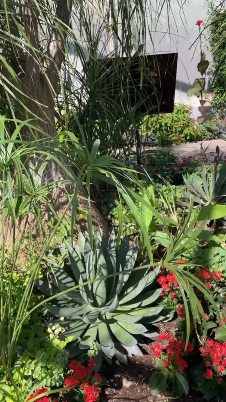 Video review of Desert Botanical Garden