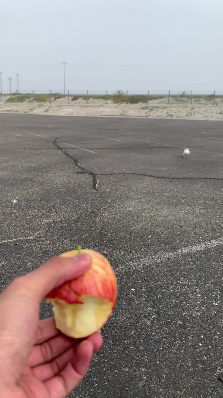 Video review of Silver Strand State Beach
