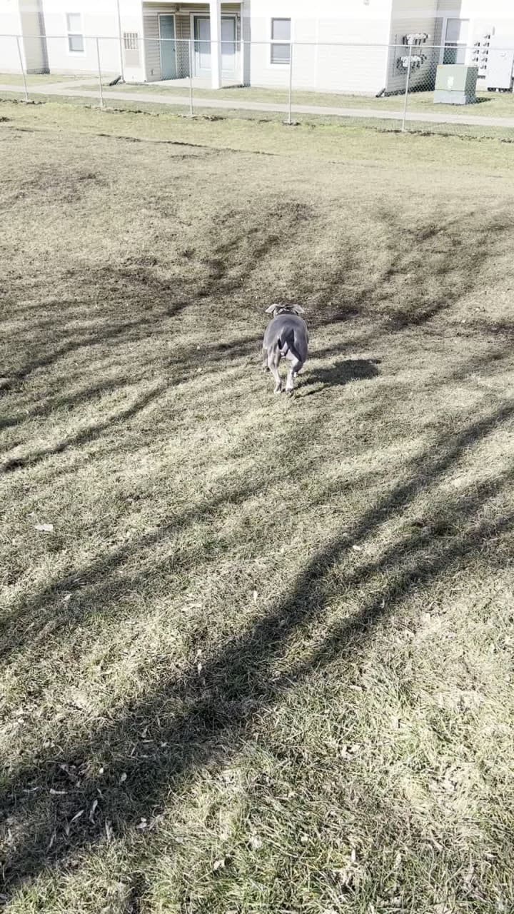 Chandlers crossings dog park