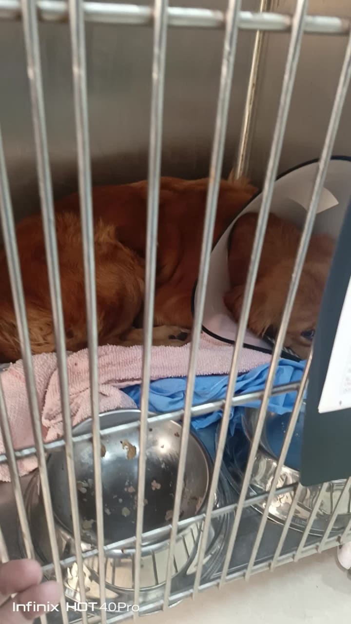 Gph Veterinary Clinic