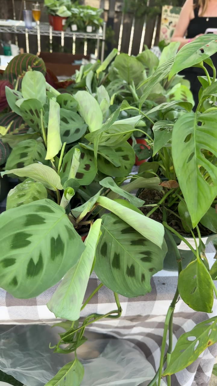 Video review of Sleeping Village