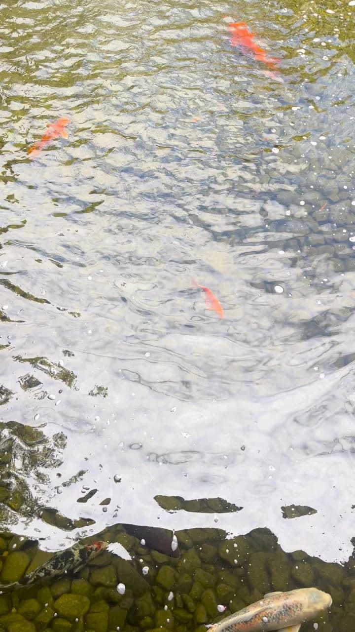 The Japanese Friendship Garden Cherry Blossom Festival