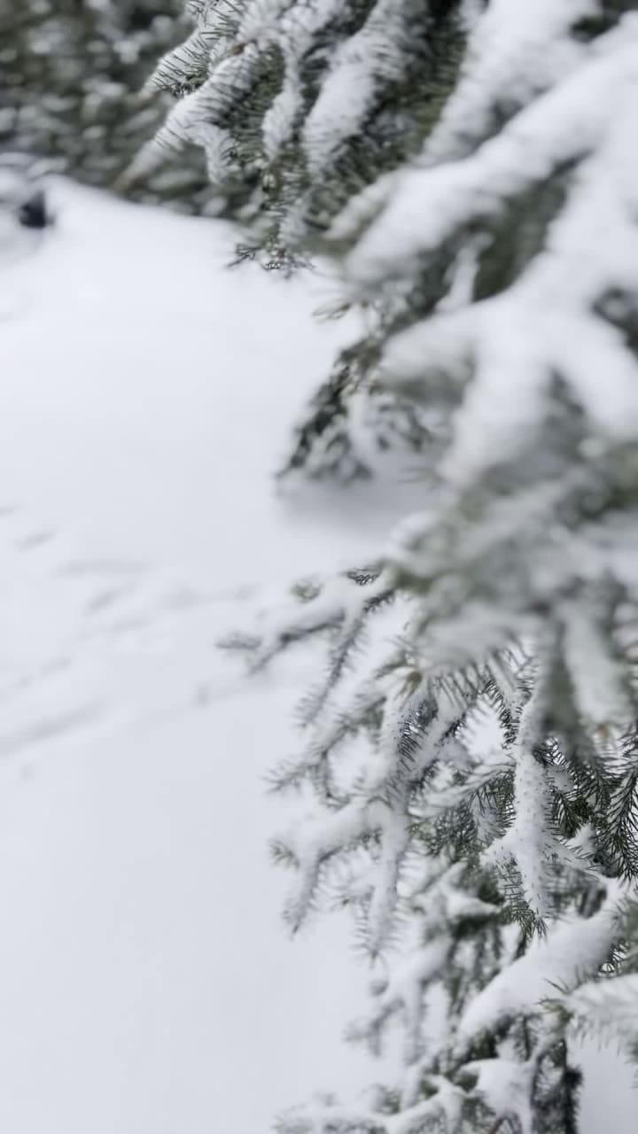 Canlawn Landscape Maintenance & Snow Removal