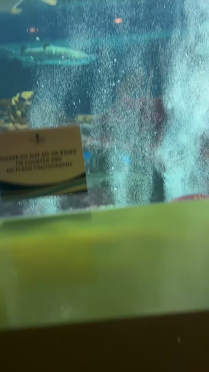 Video review of Butterfly Wonderland