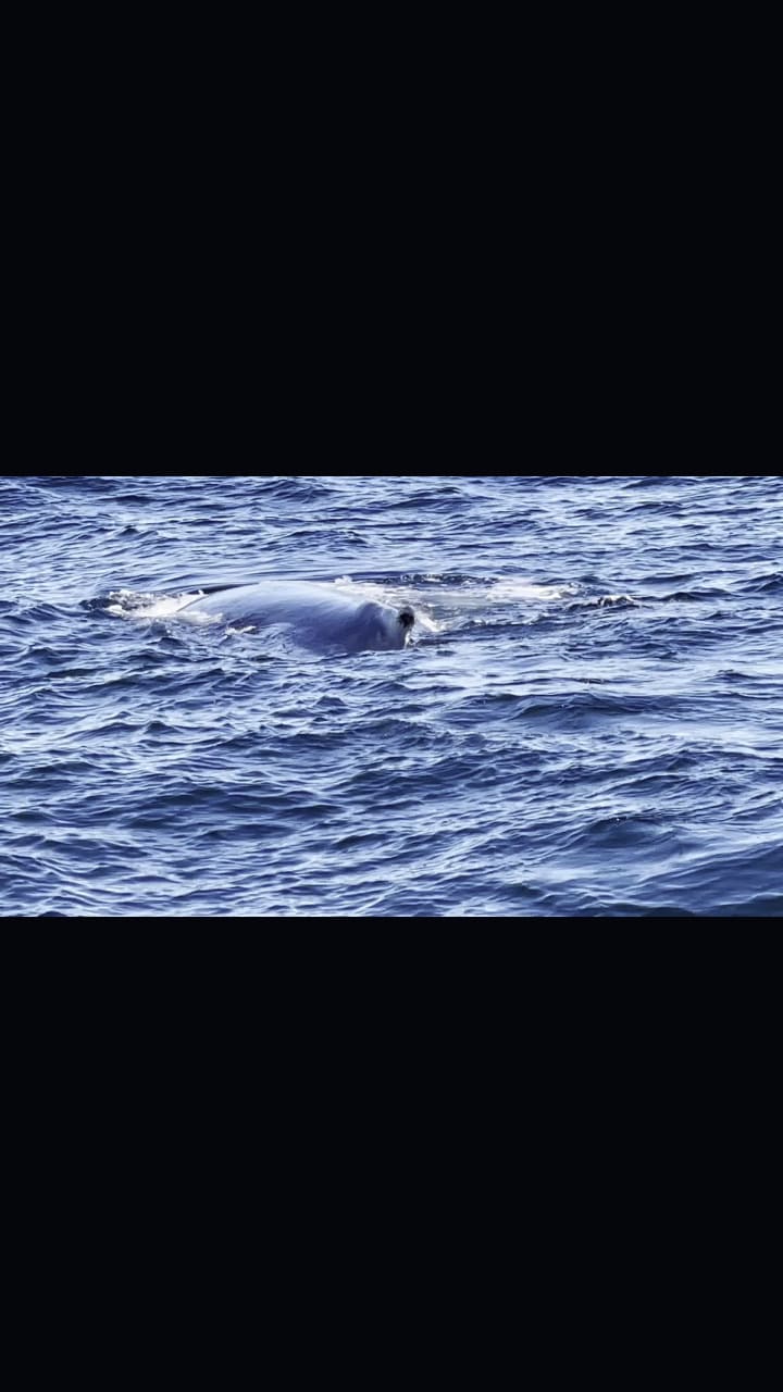 Seven Seas Whale Watch