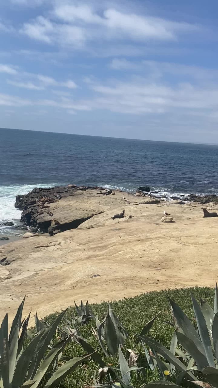 Video review of La Jolla Shores Beach