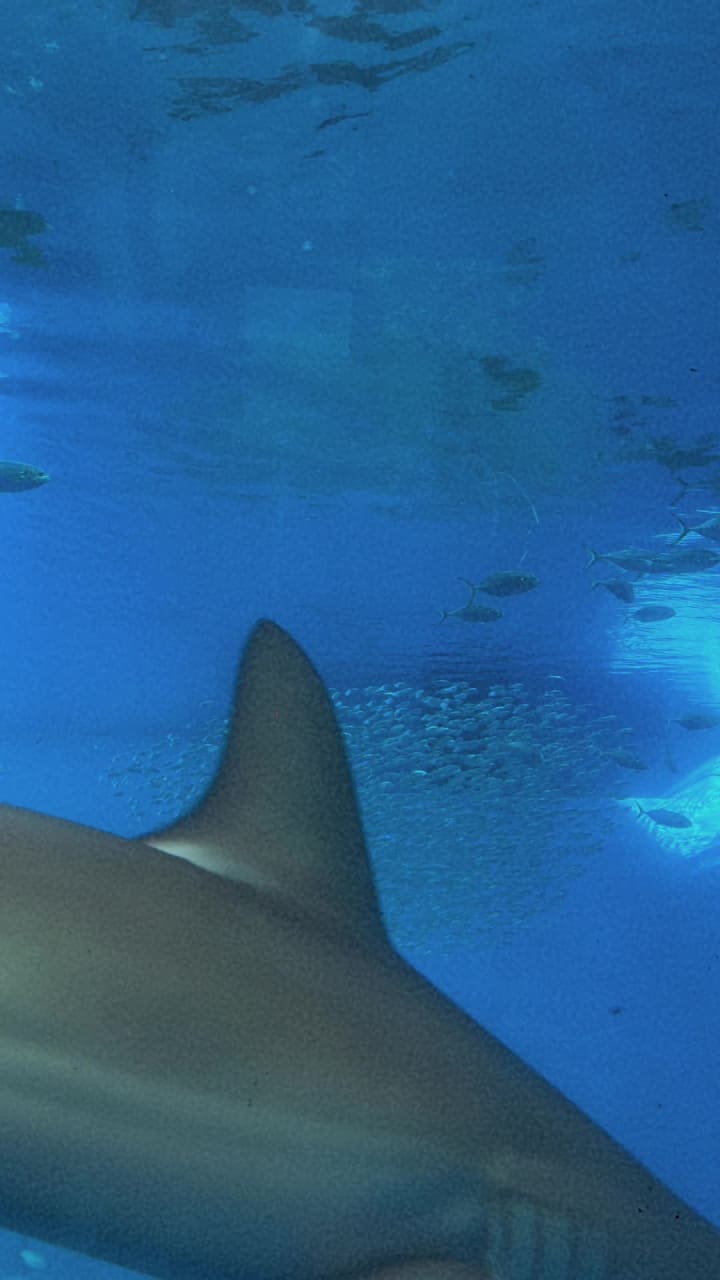 Phillip & Patricia Frost Museum of Science