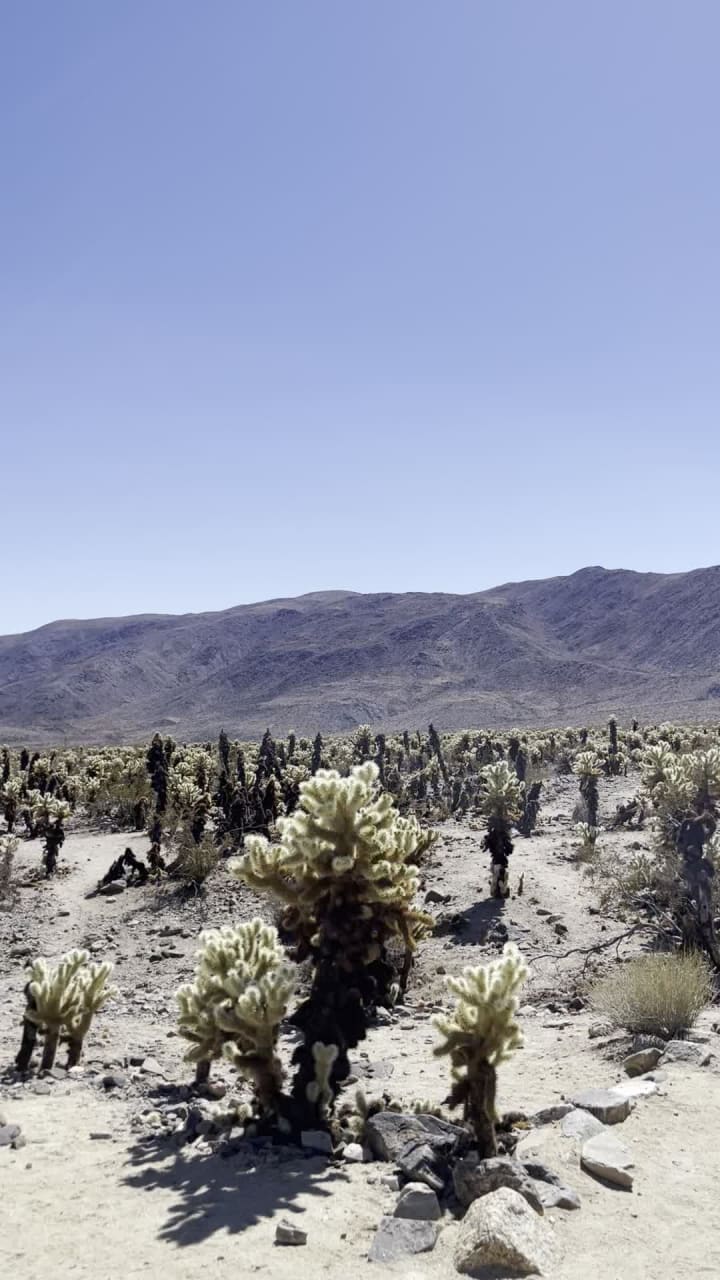 Cholla Cactus Garden