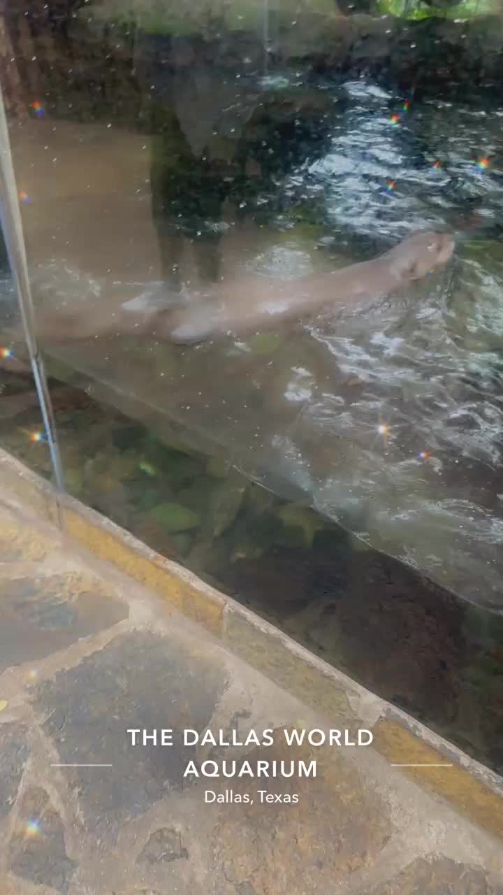 Video review of Café Maya