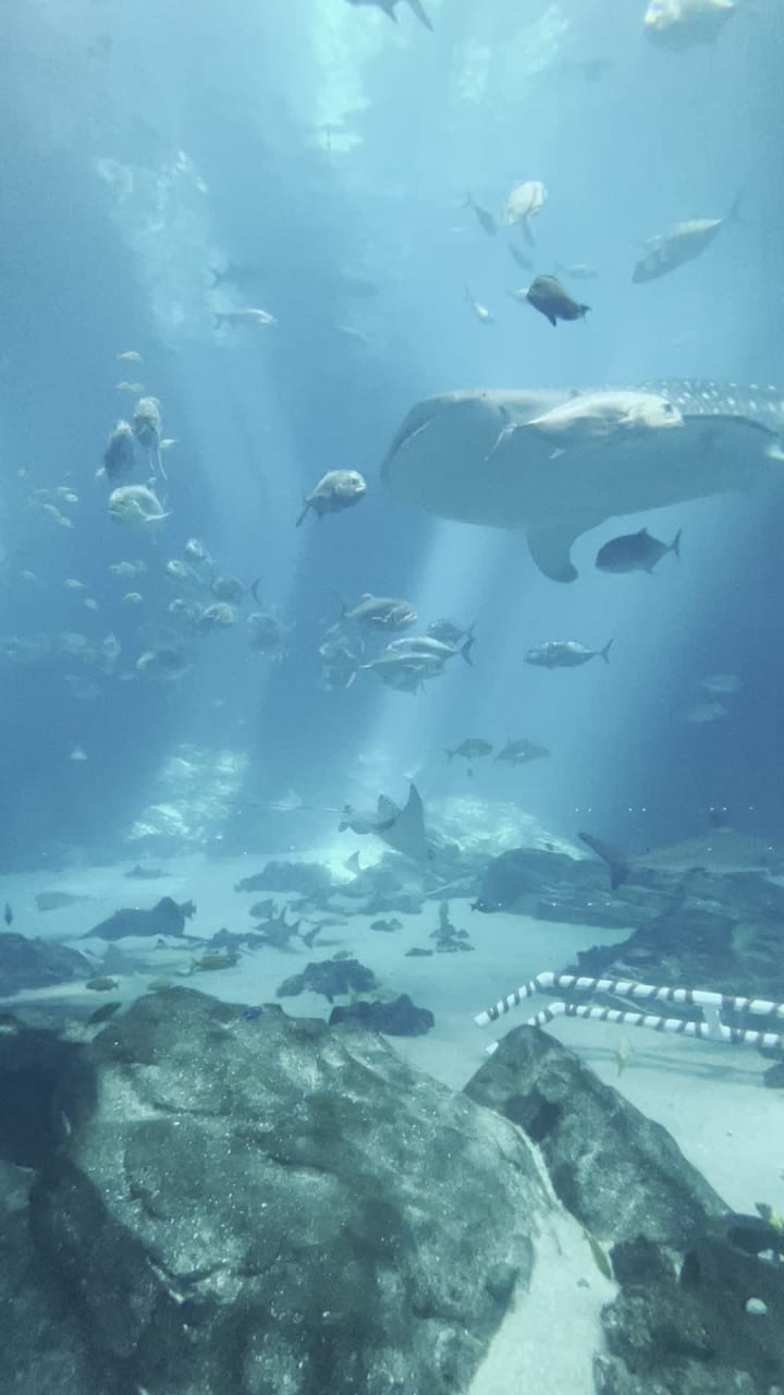 Georgia Aquarium