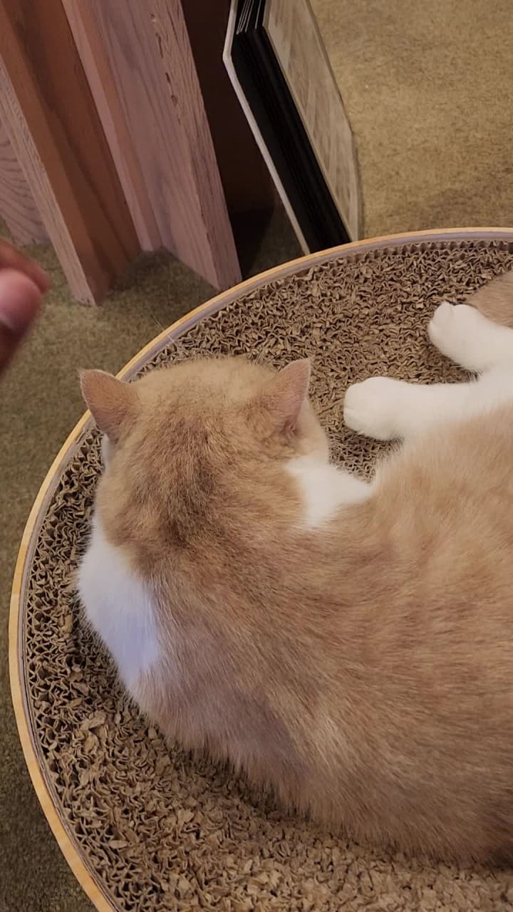 Cat cafe MoCHA (猫カフェ MOCHA)