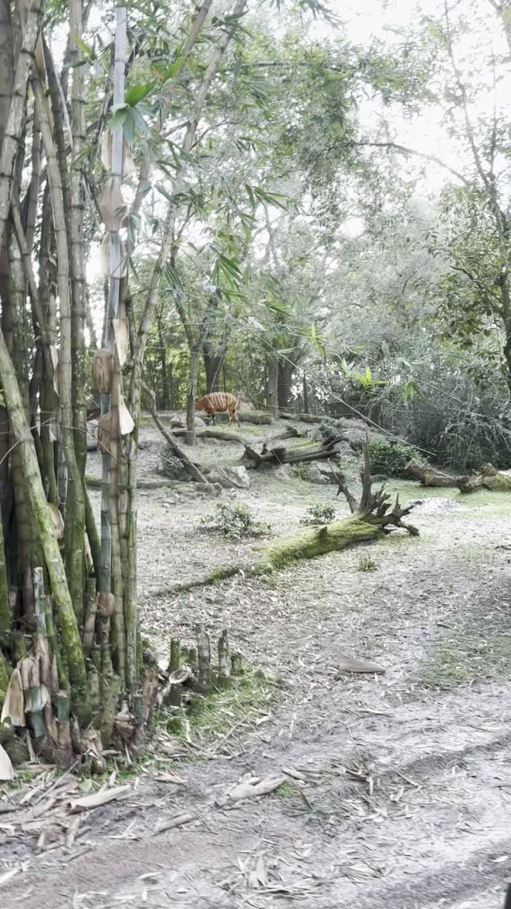 Video review of Kilimanjaro Safaris