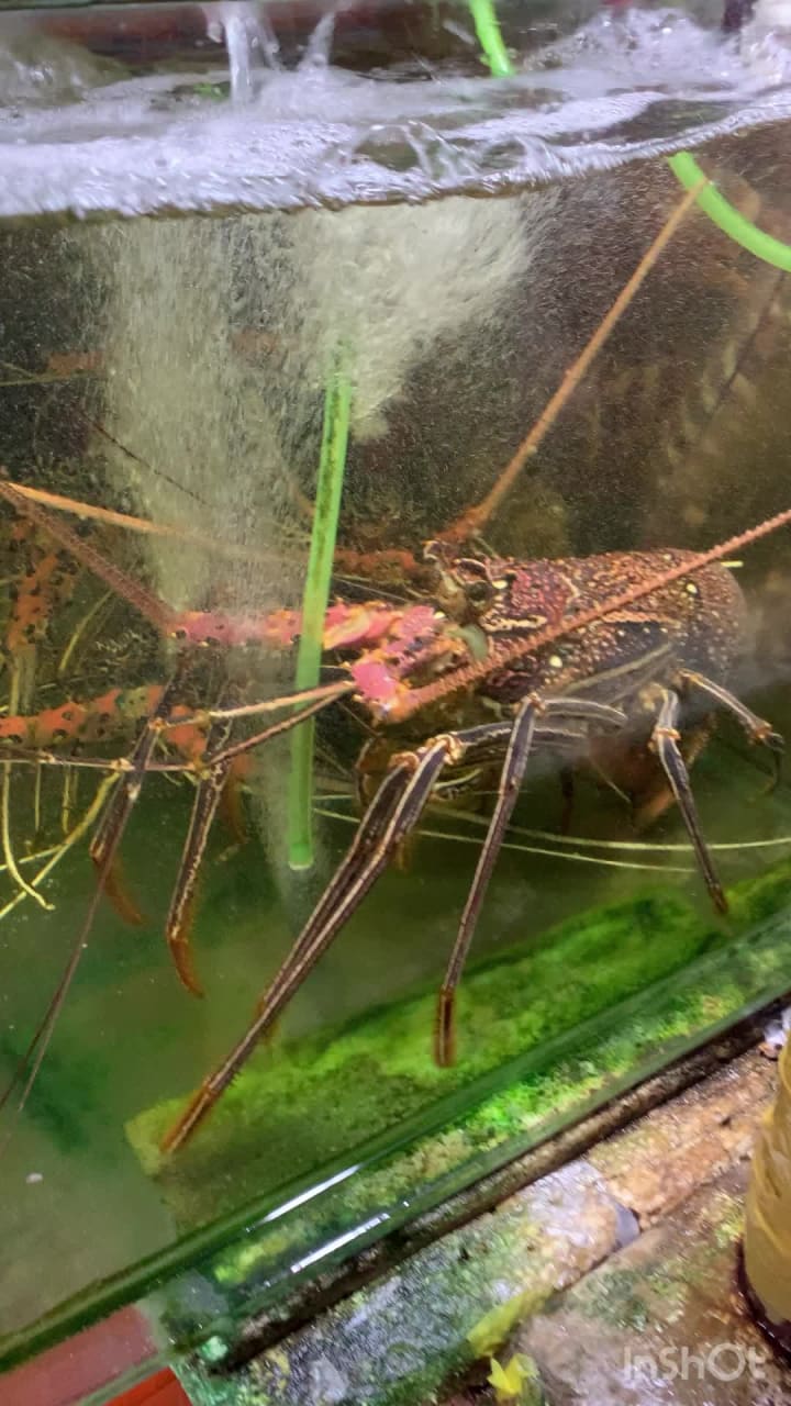 Video review of Hong Kong Master Cook