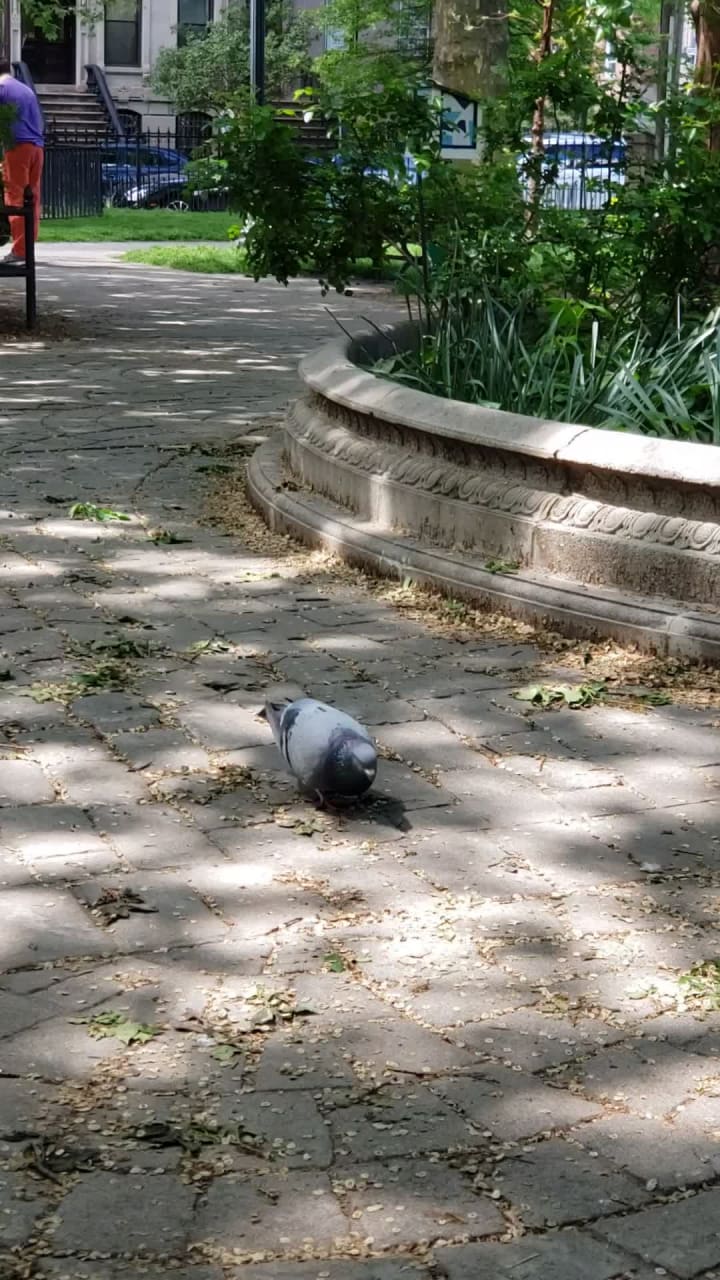 Video review of Van Vorst Park