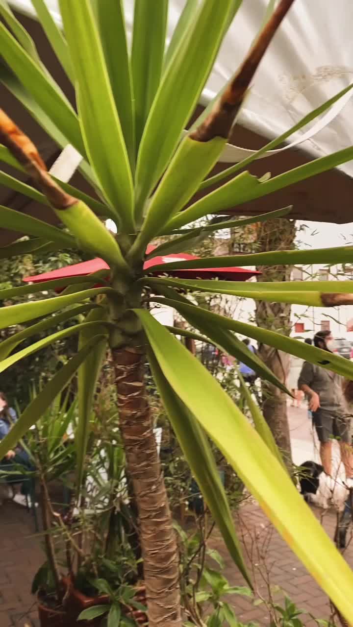 Video review of The Floridian