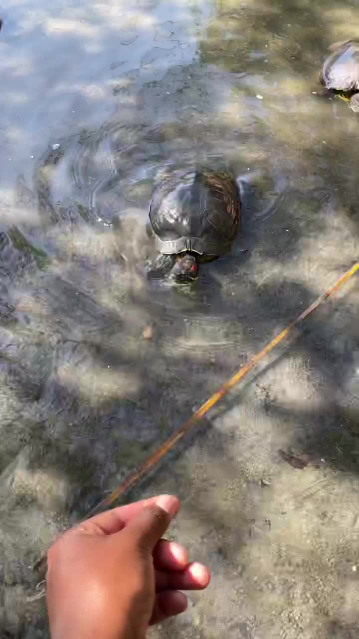 Video review of Franklin Canyon Park