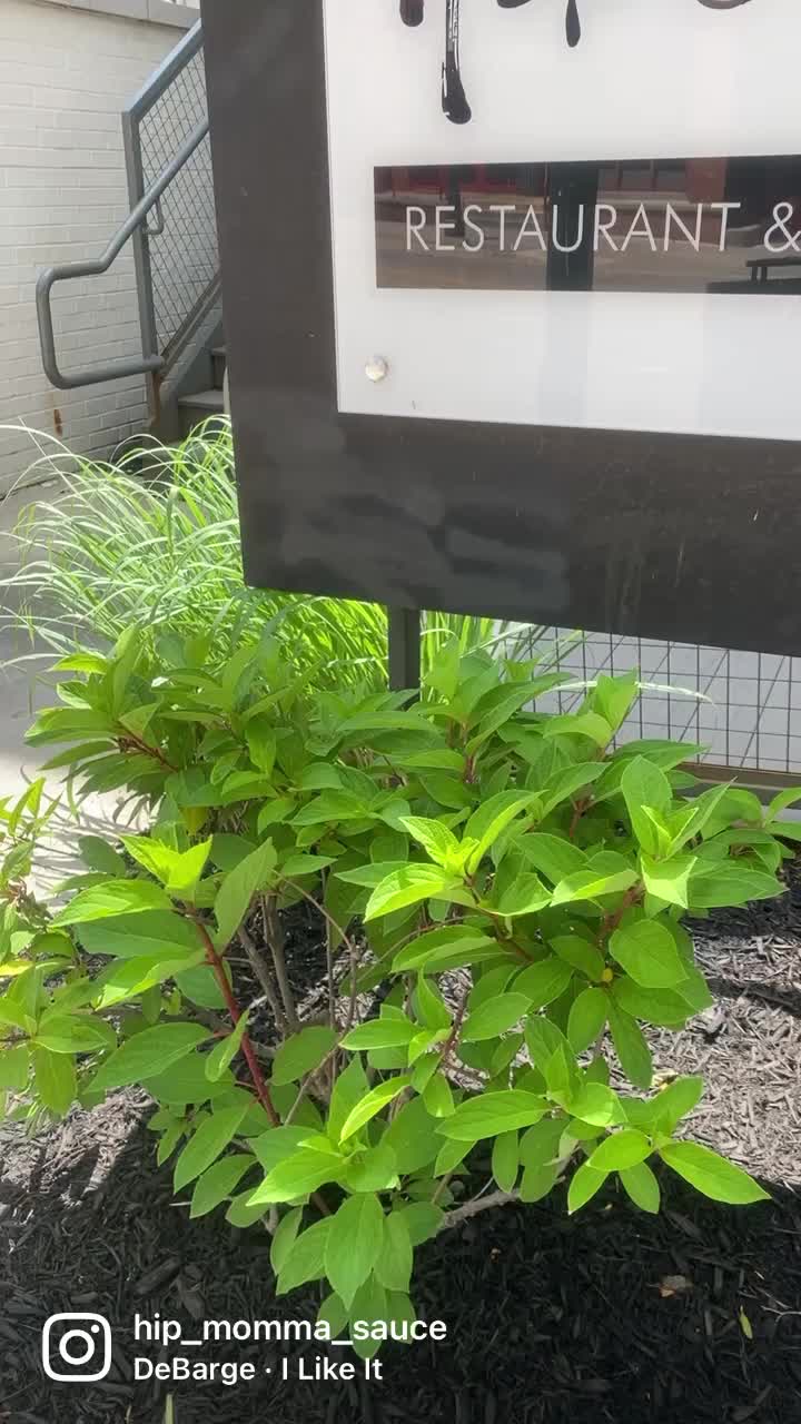 Adachi Sushi & Japanese Cuisine