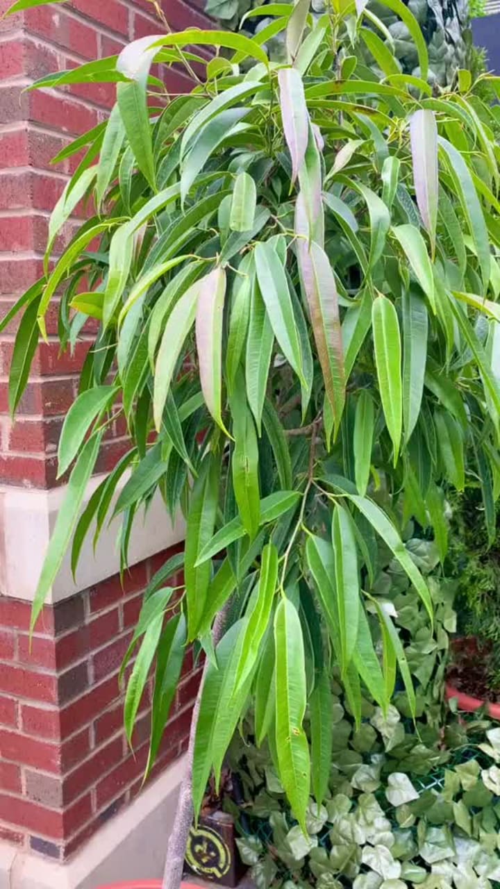 Lena's Wood-Fired Pizza & Tap