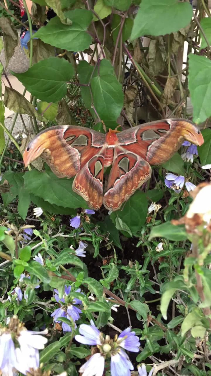 Video review of Peggy Notebaert Nature Museum