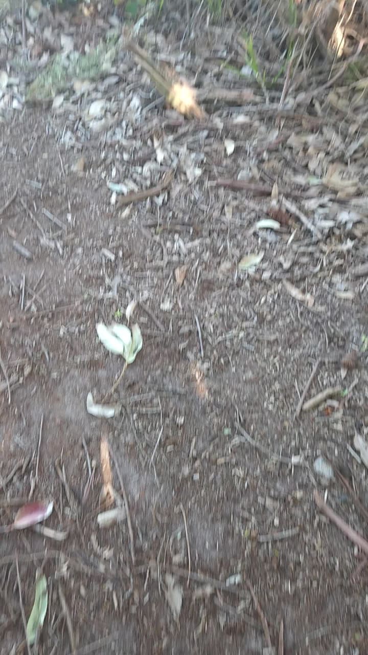 Nelson's Beach Vincentia 