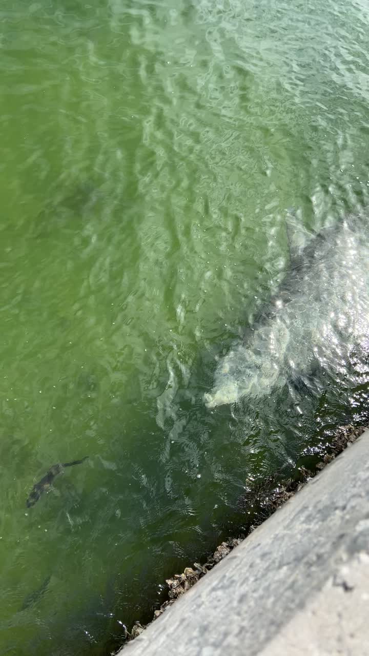 Vinoy Park St Petersburg