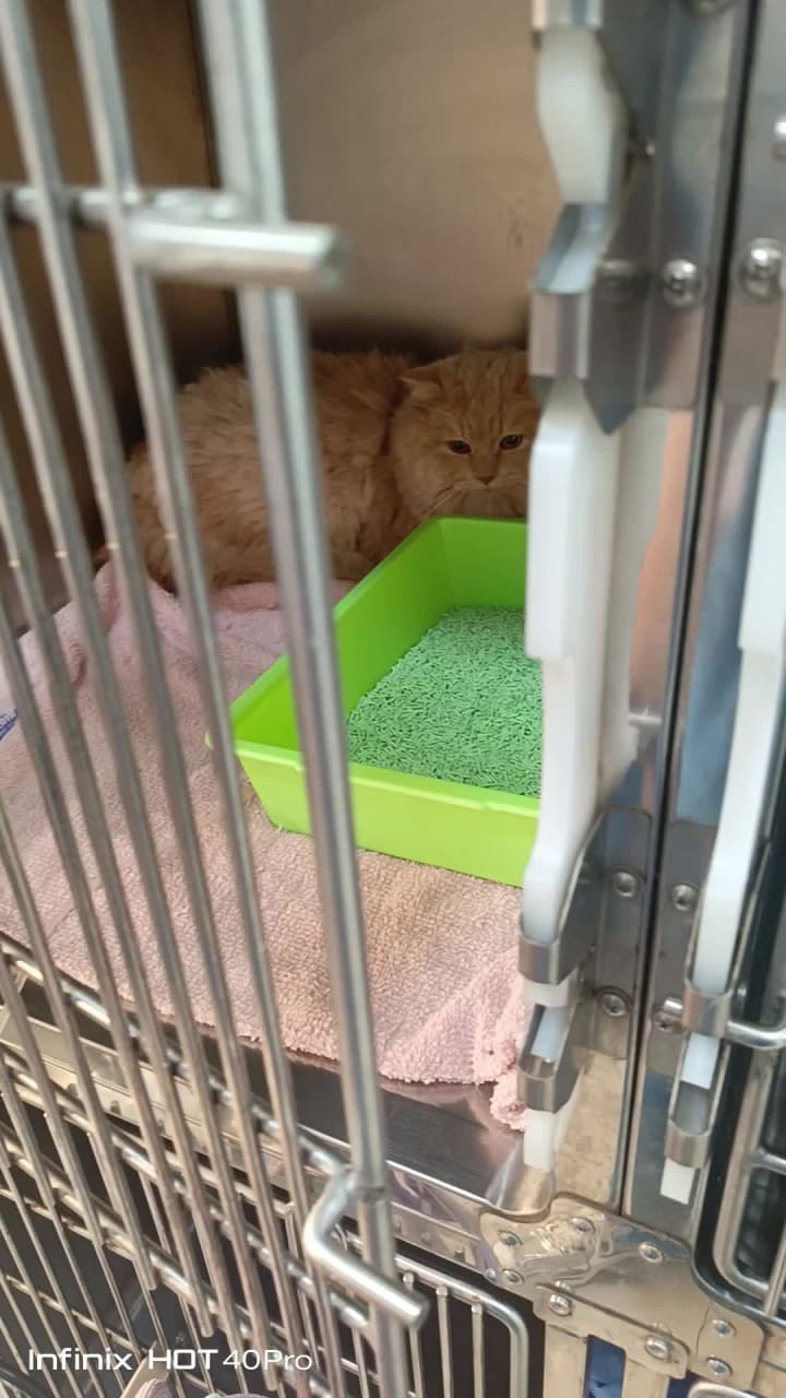 Gph Veterinary Clinic