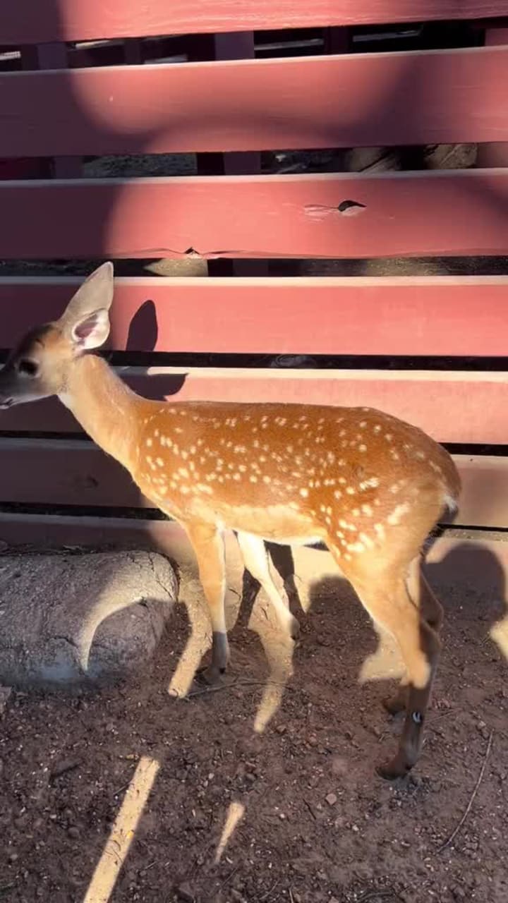 Hochatown Petting Zoo