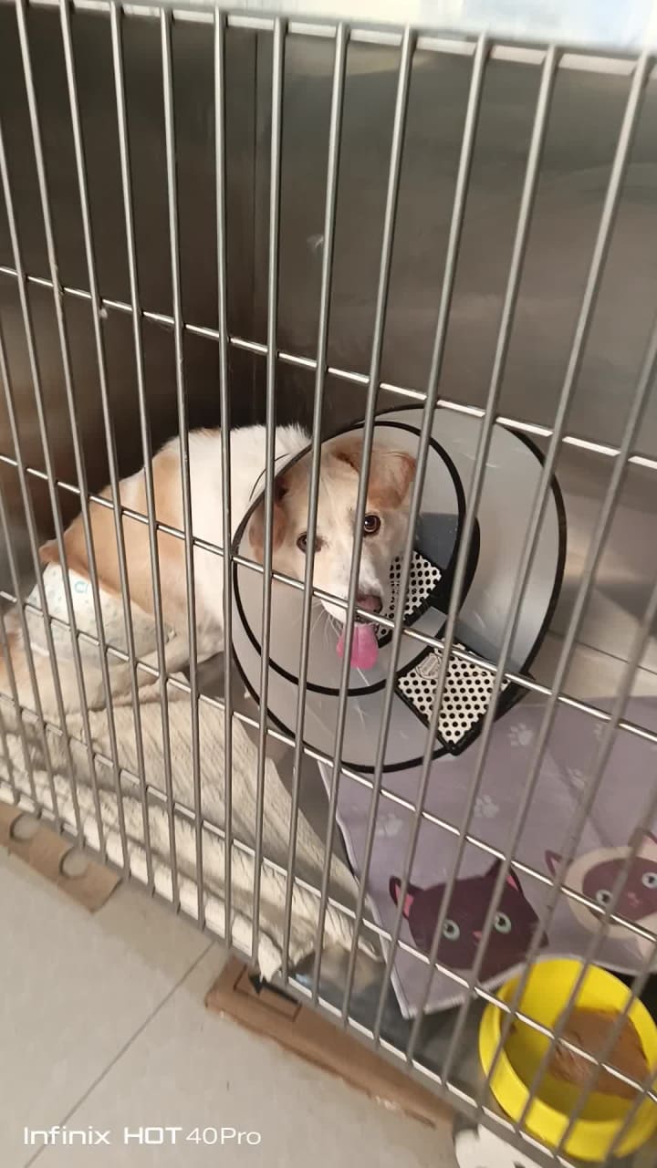 Gph Veterinary Clinic