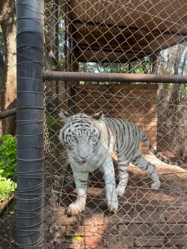 The Lion and Predator Park