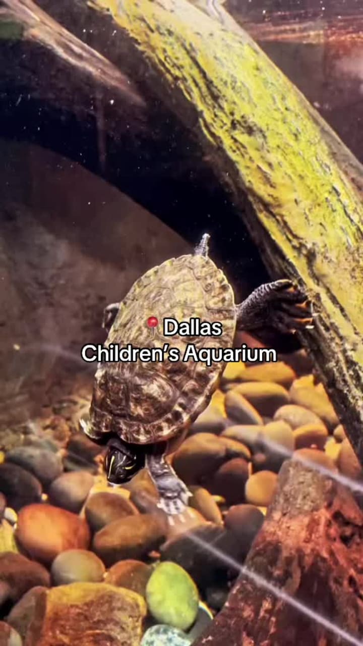 Video review of Children's Aquarium at Fair Park