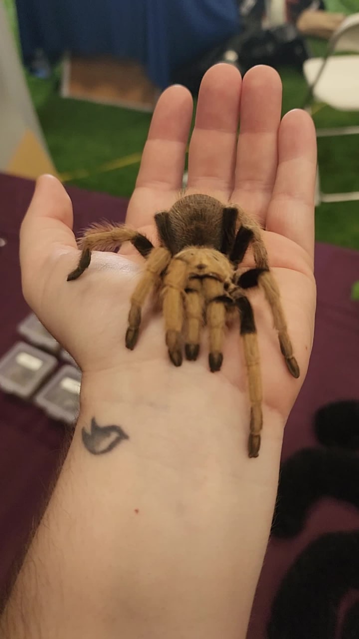 New England Reptile Expo Show Me Reptile Show