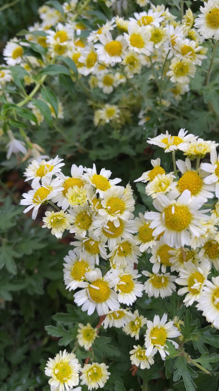 Video review of Bellevue Botanical Garden