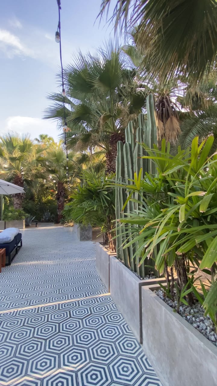 Las Guacamayas - Cabo San Lucas