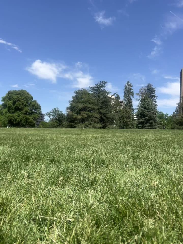 Video review of Cheesman Park