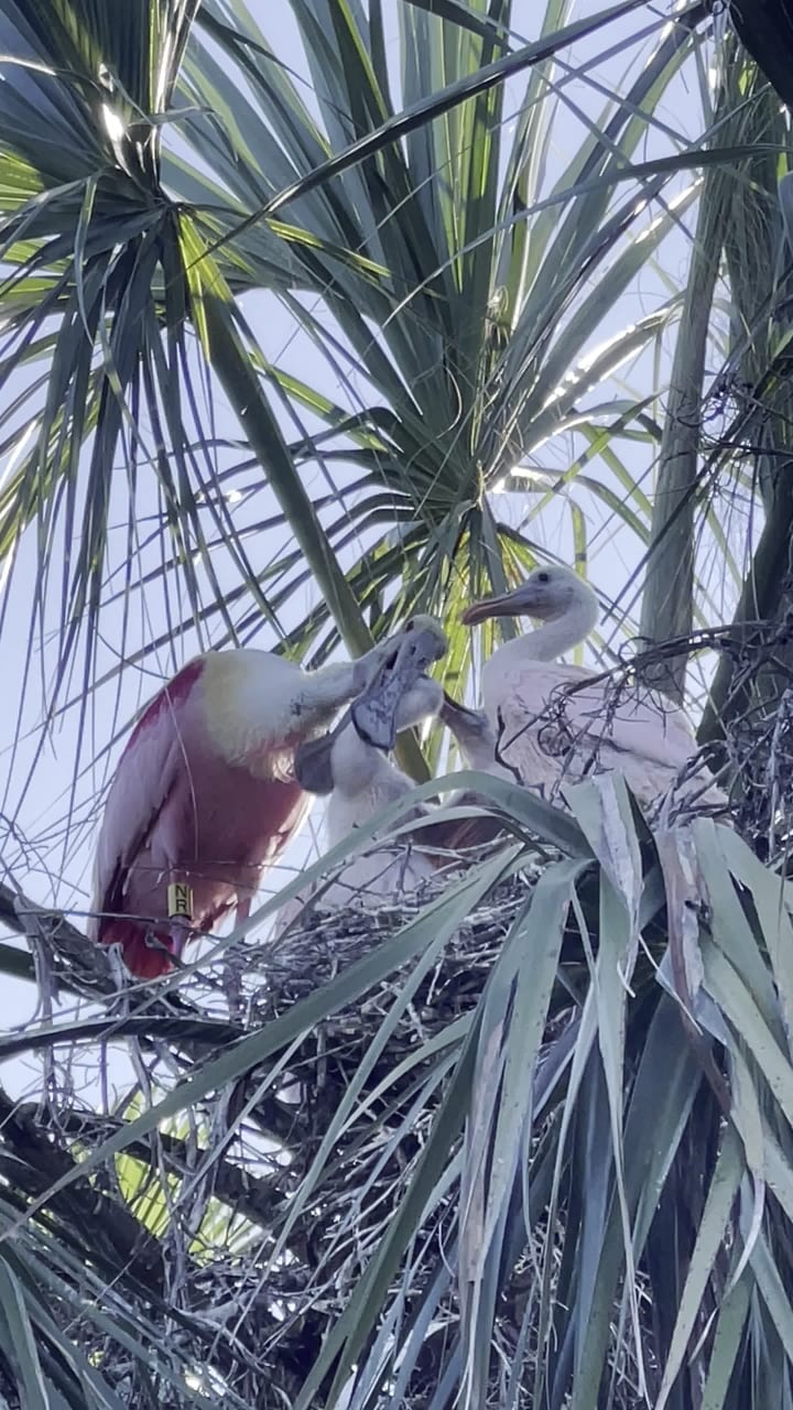Video review of St. Augustine Alligator Farm