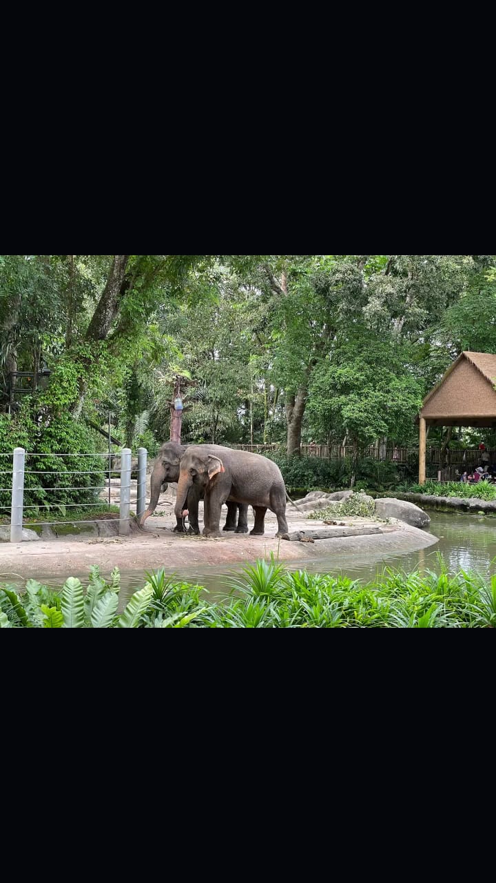 Singapore Zoo