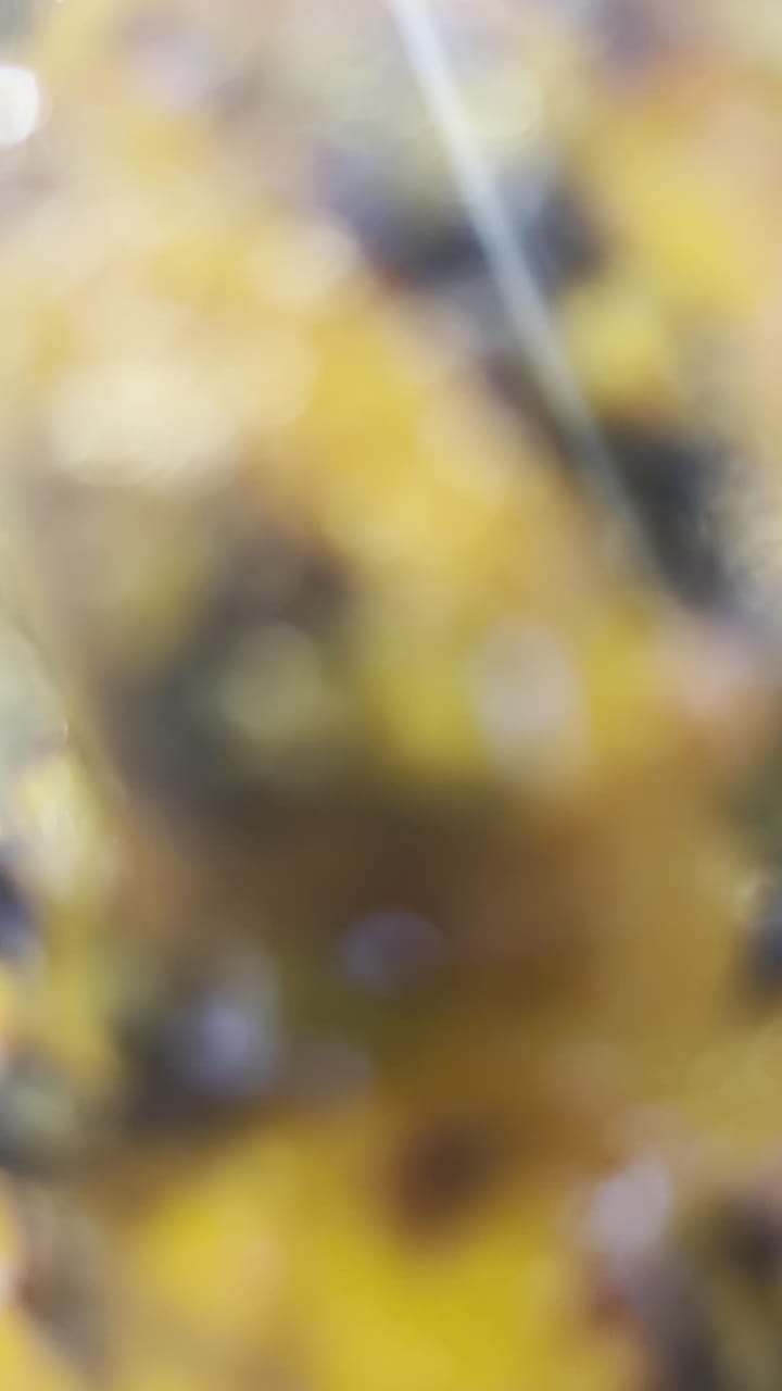 Grand Metropolitan of Mississauga