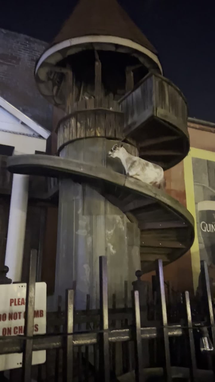 Video review of Silky O'Sullivan's