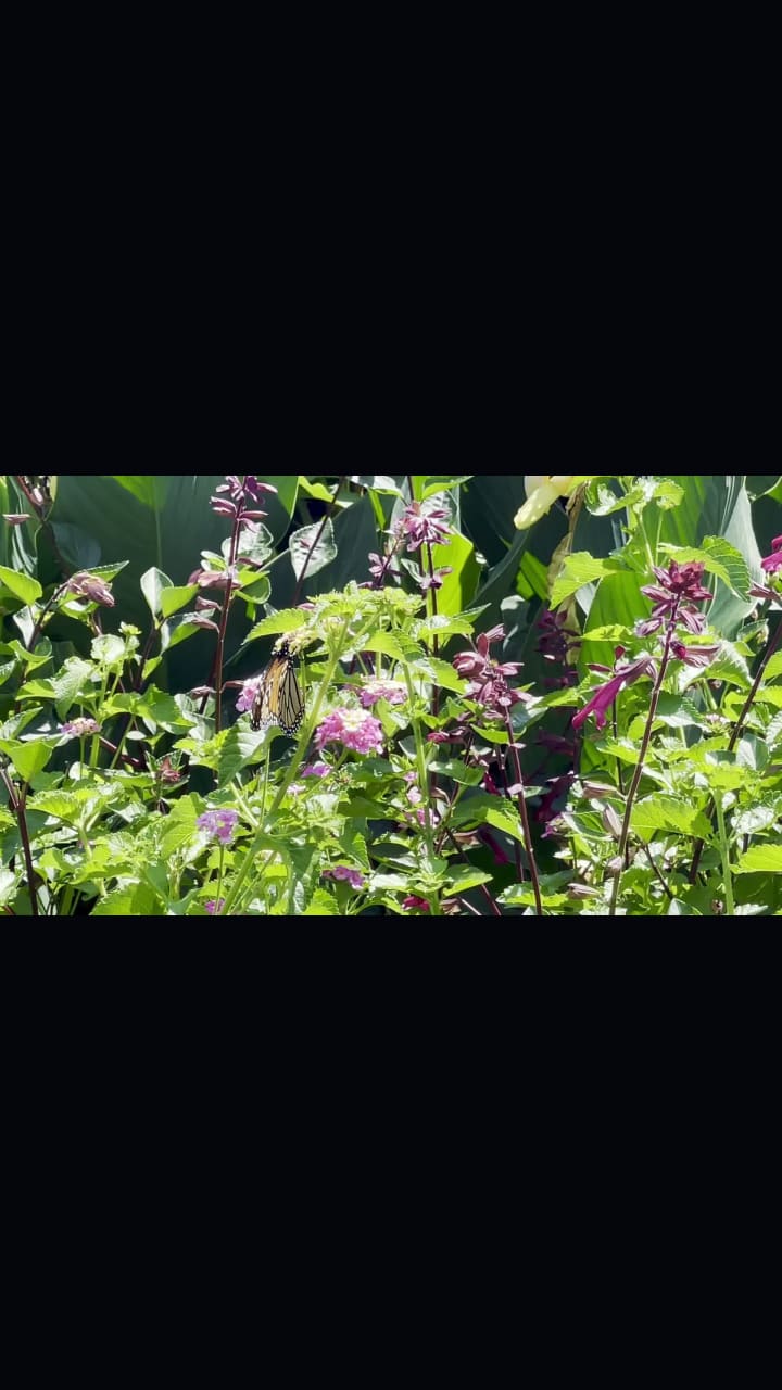 Video review of Cylburn Arboretum