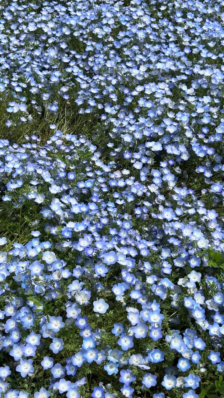 Hitachi Seaside Park (国営ひたち海浜公園)