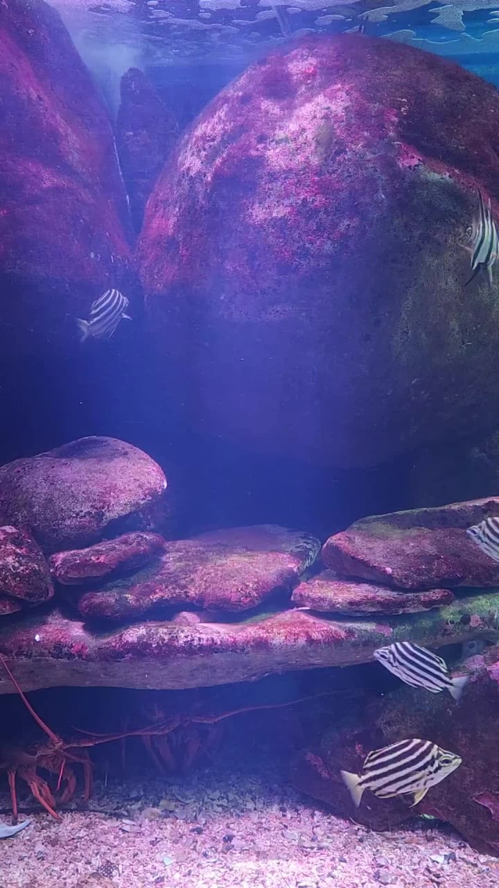 SEA LIFE Sydney Aquarium