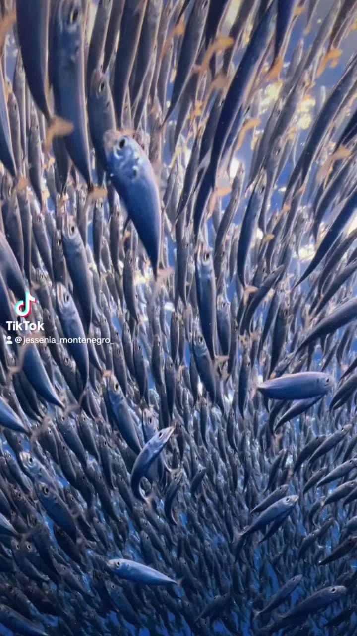 The Sphere Las Vegas