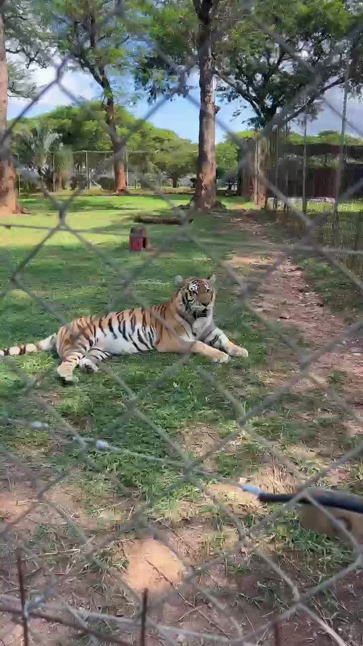 The Lion and Predator Park