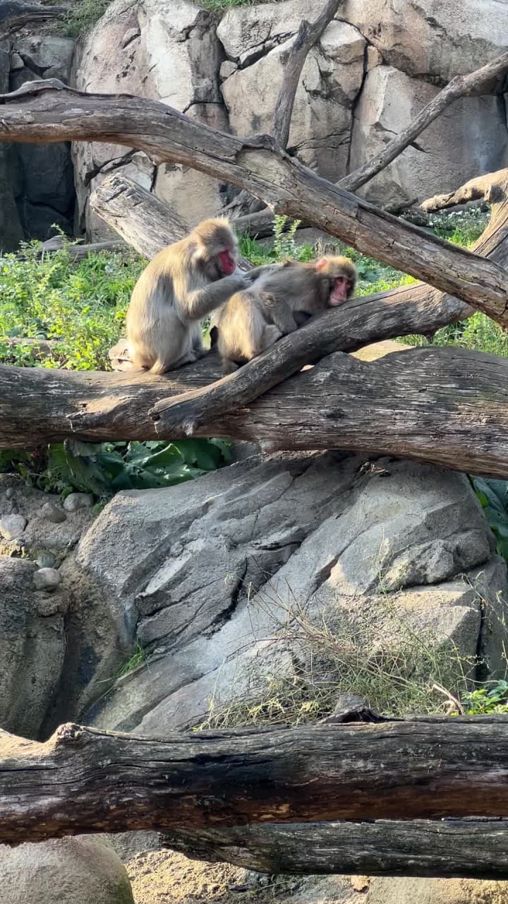 Video review of Lincoln Park Zoo