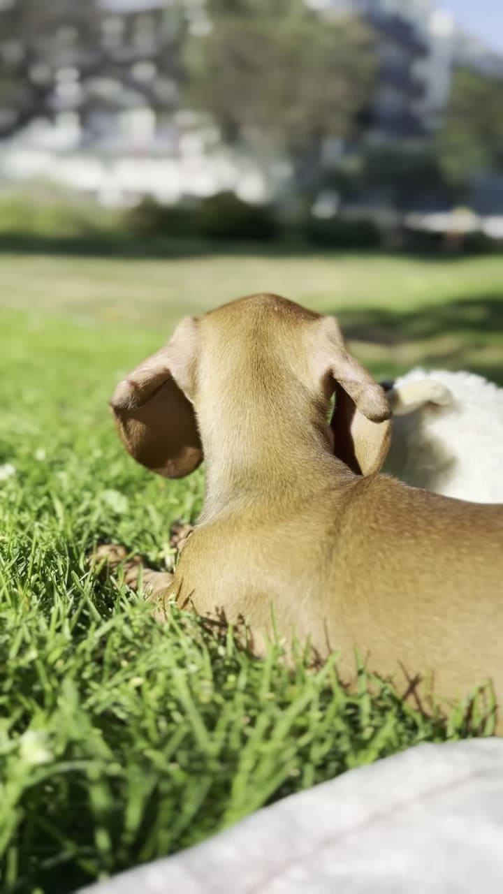 Page Museum at the La Brea Tar Pits
