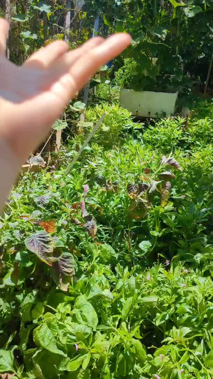 Video review of Marukai Wholesale Mart