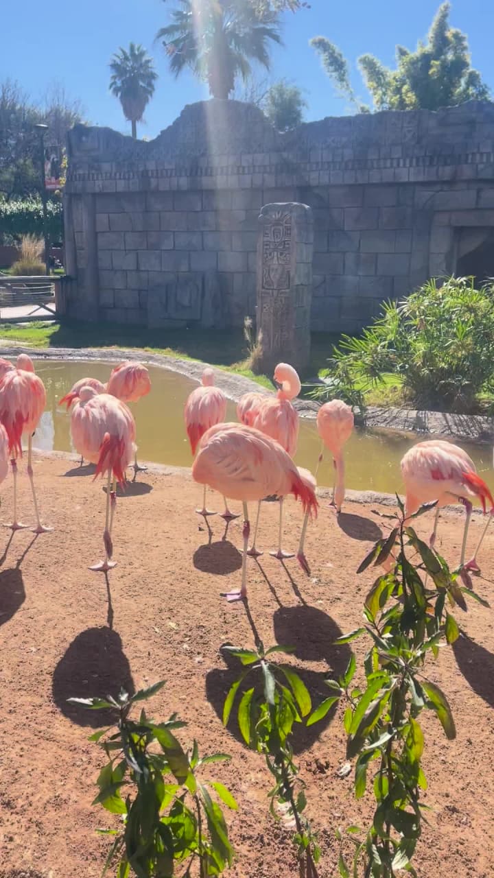 Video review of Reid Park Zoo